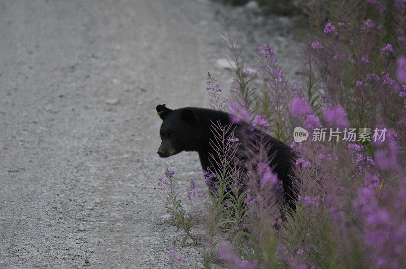 黑熊和杂草