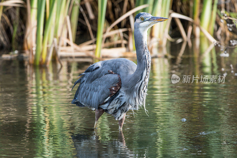 大蓝鹭