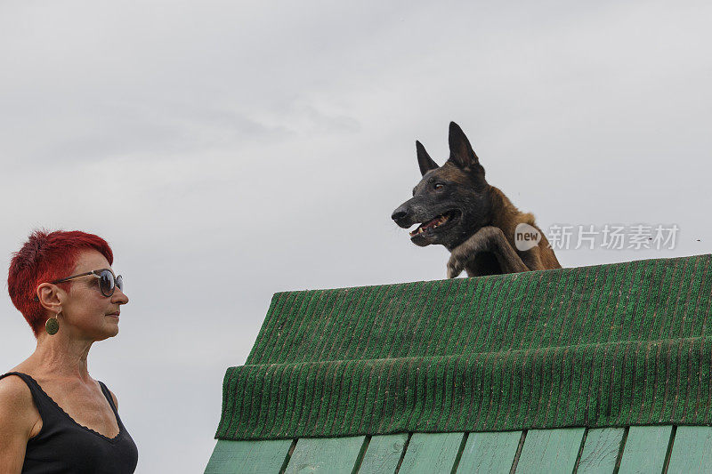 荷兰牧羊犬跳过障碍