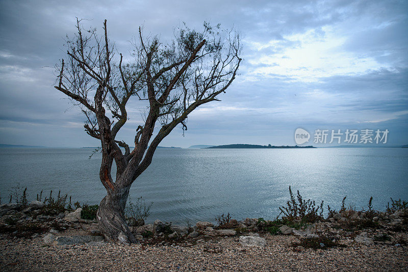 单株孤树，海景