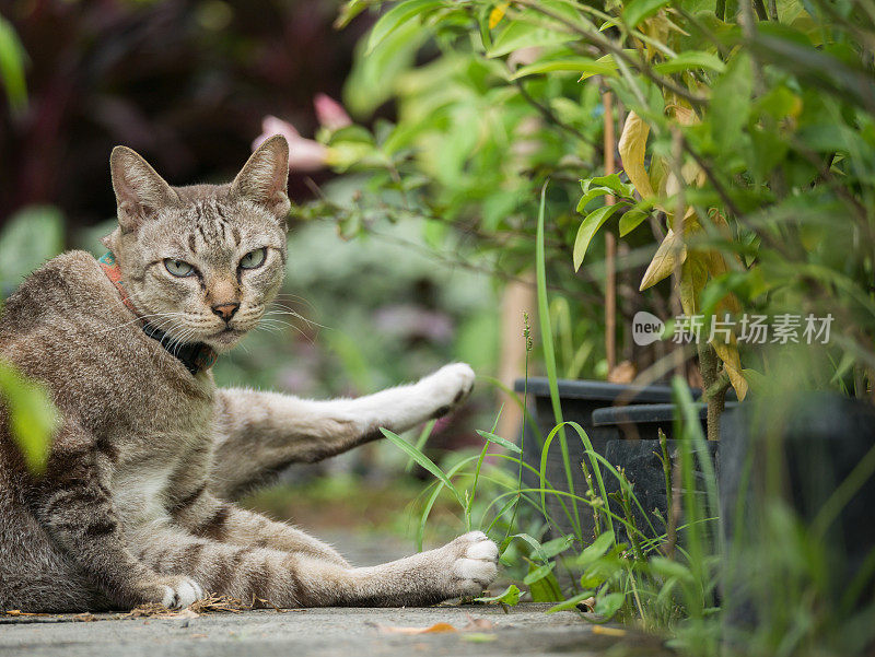 猫坐在花园里抬腿
