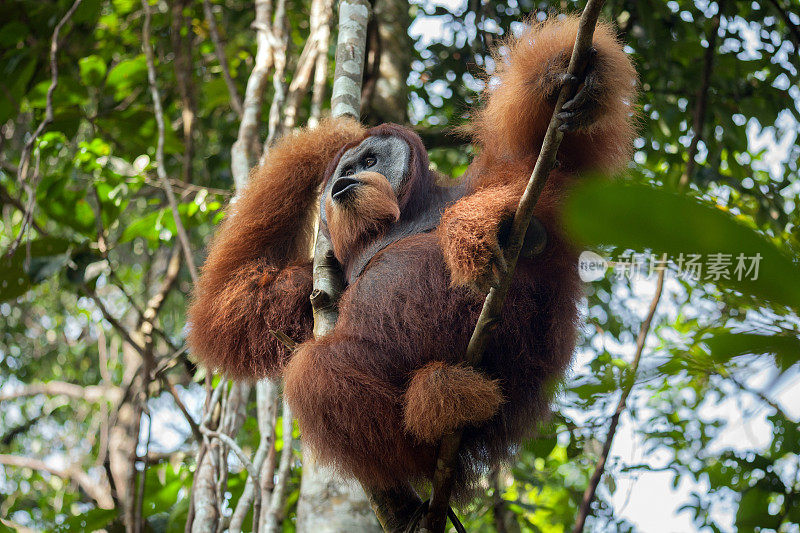 处于统治地位的雄性猩猩坐在丛林的一棵树上大声呼喊
