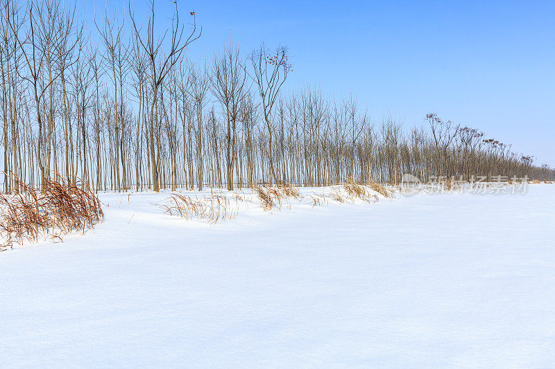 农村的土路上覆盖着雪，树木，冬天