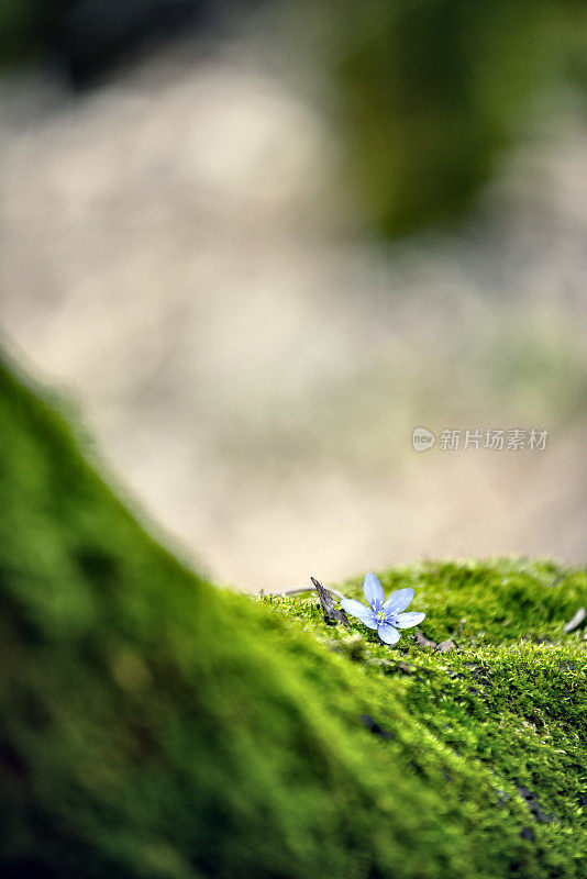 自然湖滨风景:花在苔藓上