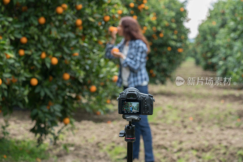 快乐的中年女人在橘子花园拍视频