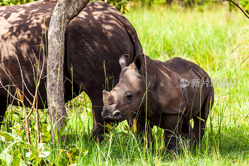 小白犀牛和妈妈在吃草