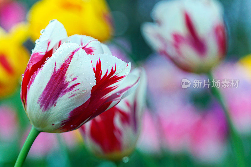 郁金香的雨滴