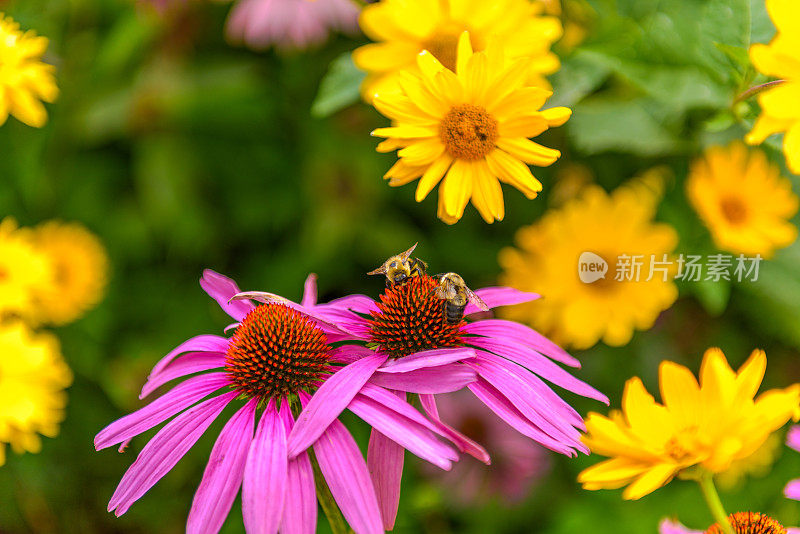 花园里的花和蜜蜂