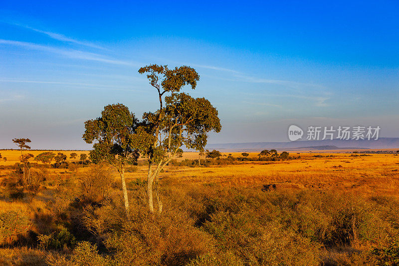 东非肯尼亚的马赛马拉国家保护区，日出时;没有人，就没有动物