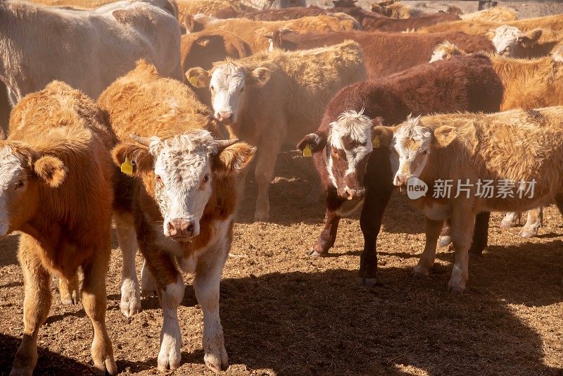 草料喂养的肉牛正从畜栏装载到卡车上