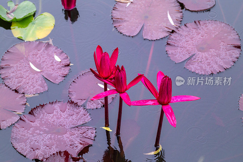 紫红色的睡莲在夏天的雨下盛开