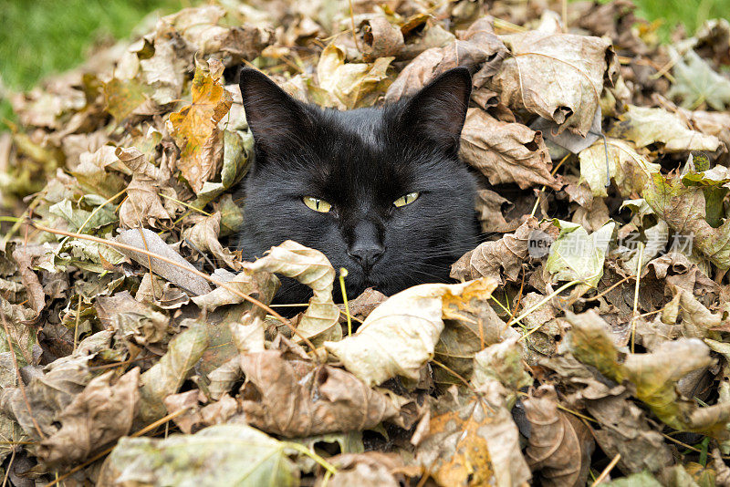 黑猫坐在一堆树叶上