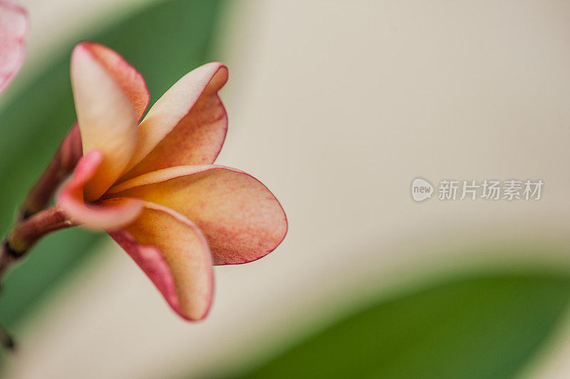 美丽的黄粉鸡蛋花或鸡蛋花特写(寺庙树)