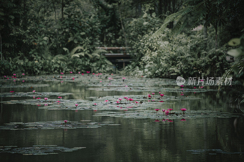 荷花池塘对黑暗的林地背景