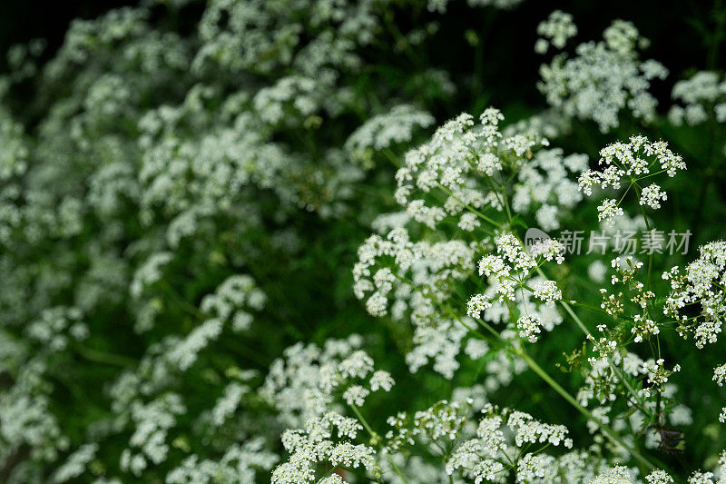 欧芹