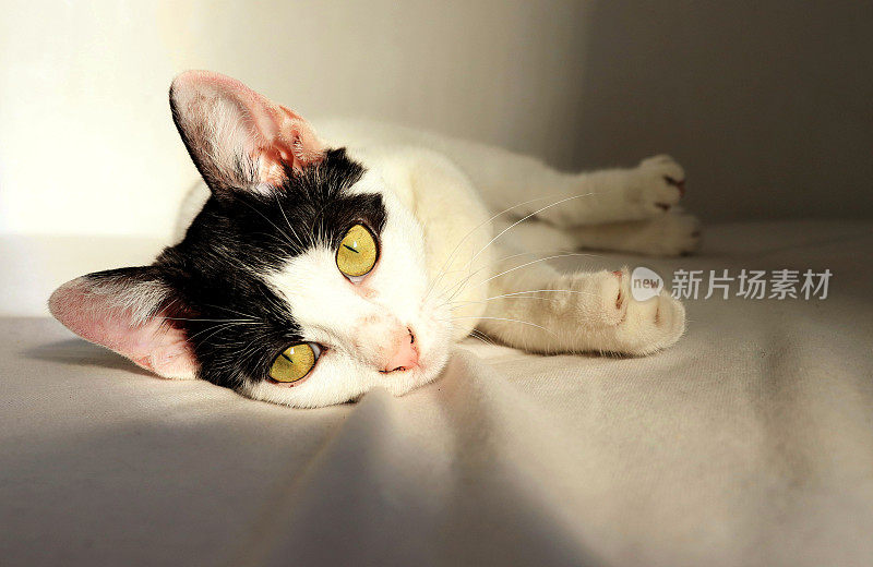 猫躺在床上黄眼睛晒着太阳