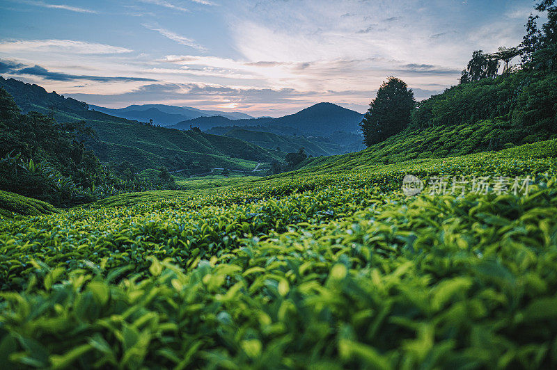 清晨在卡梅隆高地的茶园里种植茶树