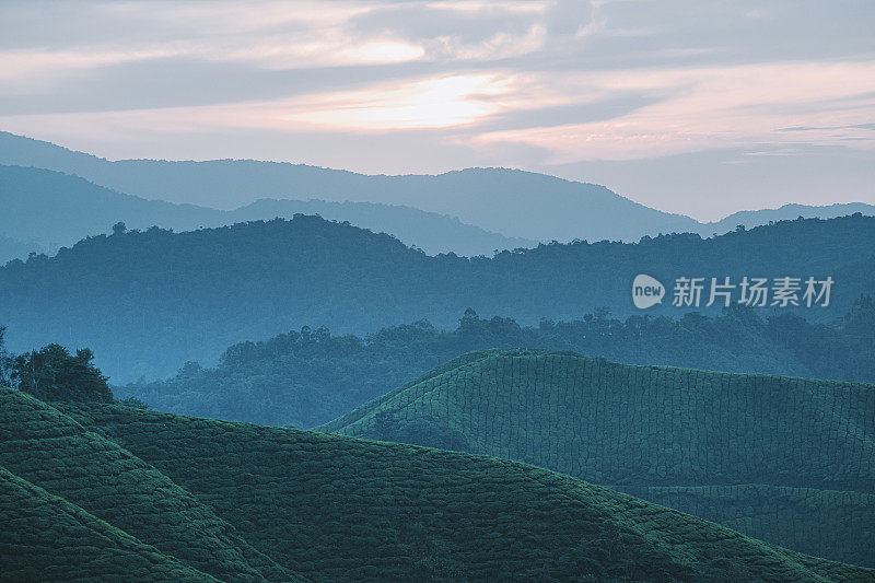 清晨在卡梅隆高地的茶园里种植茶树