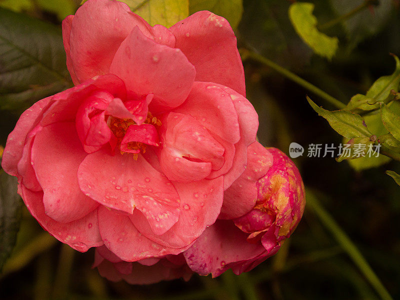 鲜艳的粉红色玫瑰盛开，但带有疾病的纹理。