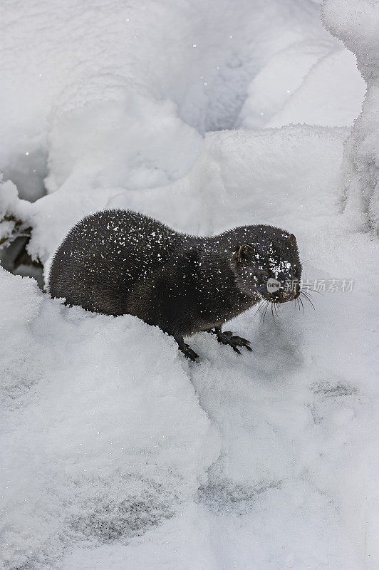 美国水貂，在冬天下雪，阿拉斯加海恩斯，鼬鼠家族