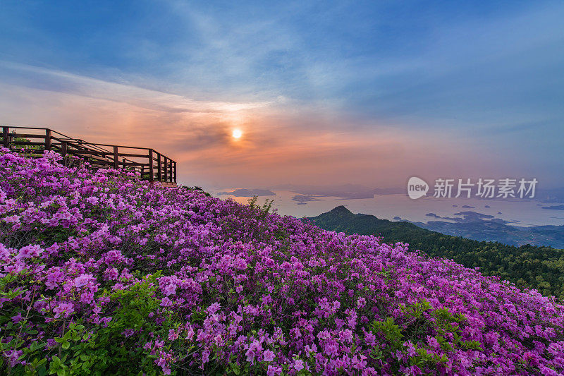 杜鹃花
下
日落VH538