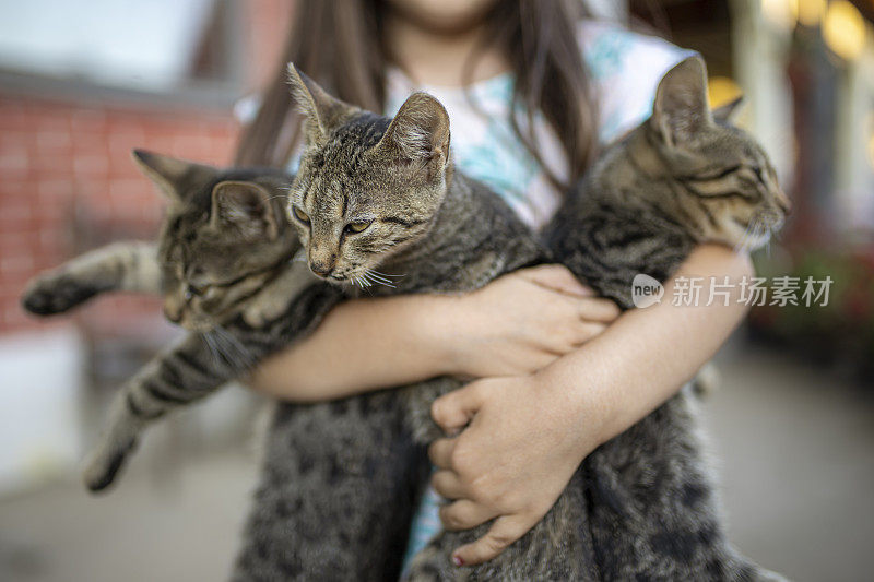 三只灰色的猫在女孩的怀里