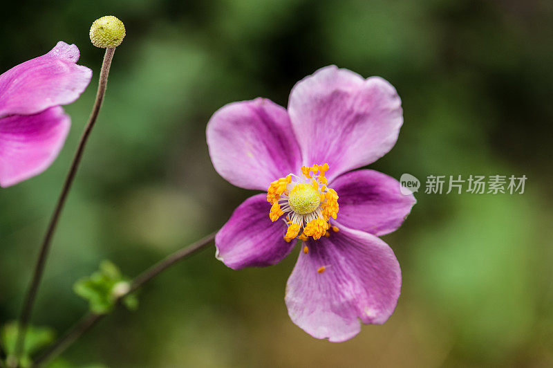 雨后秋园的粉红色银莲花