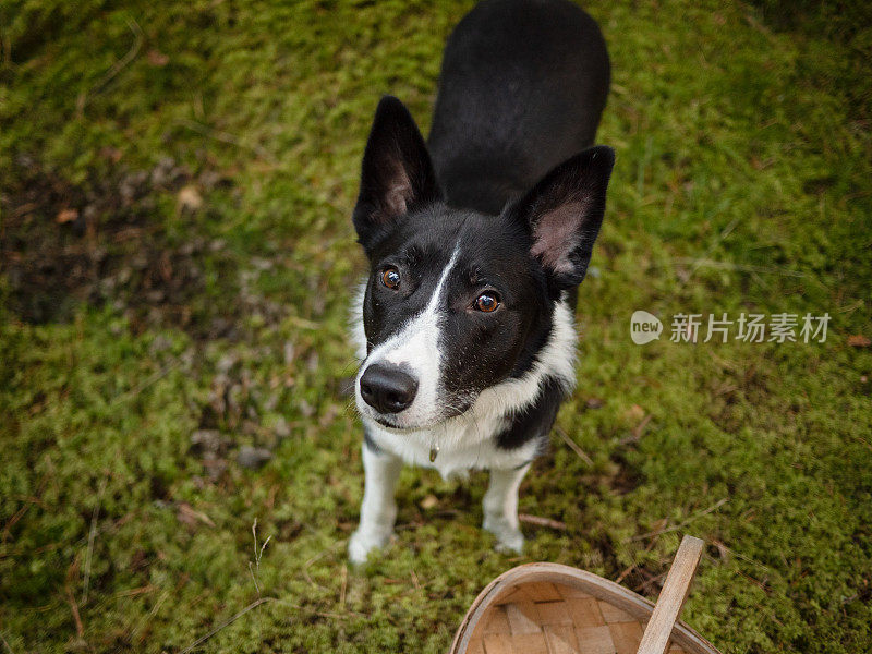 林子里有一只黑白相间的狗