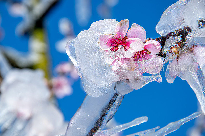 雨夹雪覆盖桃树花保护霜冻的特写