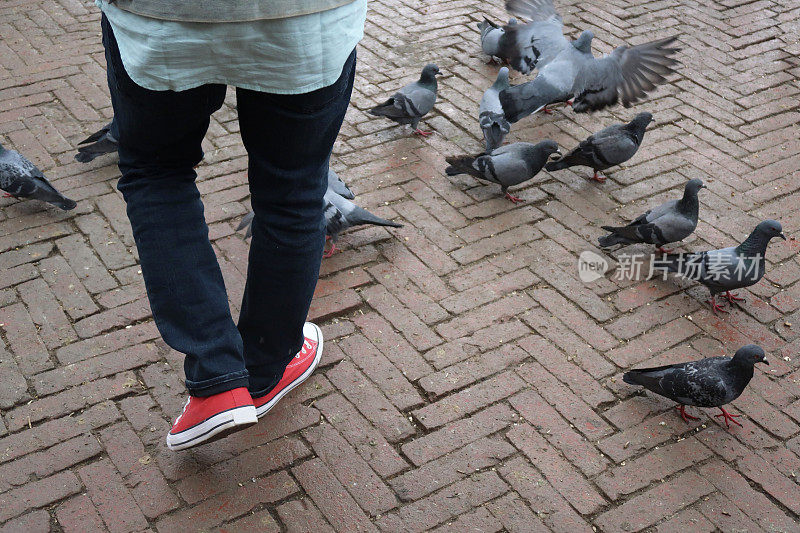 一个不知名的人走过人行道上的一群野鸽，惊得鸟儿飞了起来