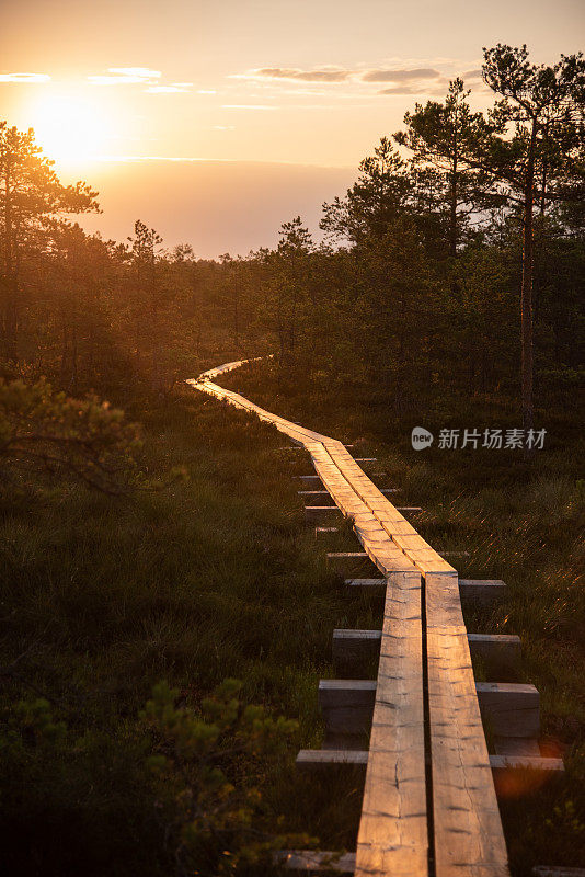 阳光照射的沼泽小道