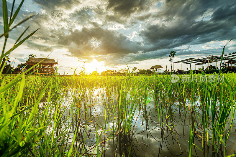 蓝天下绿色的稻田，背井离乡的山峦。农业、增长和农业概念。