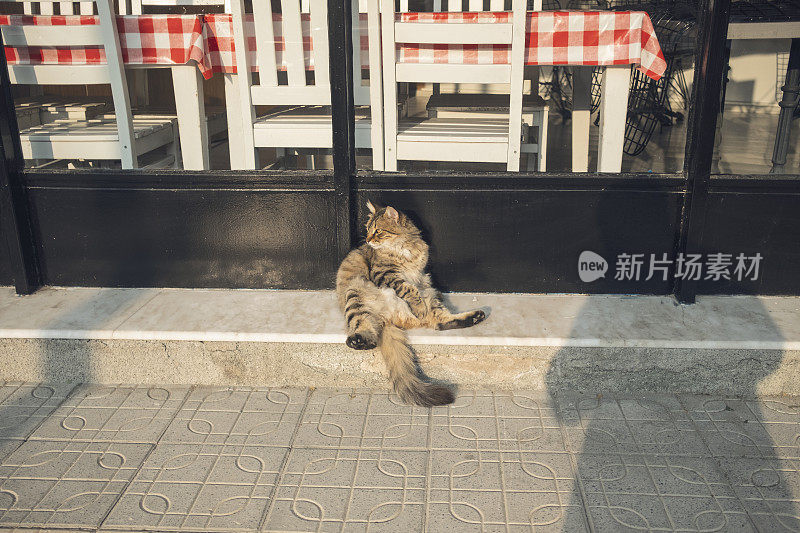 流浪猫坐在街上