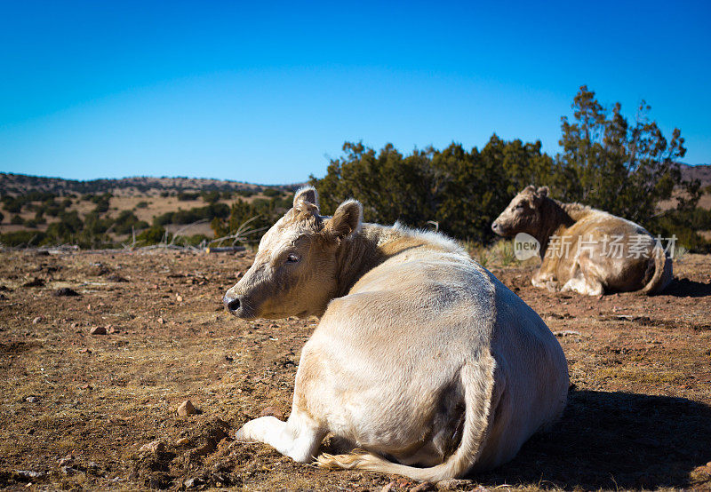 新墨西哥州:奶牛在阳光普照的高地沙漠中休息