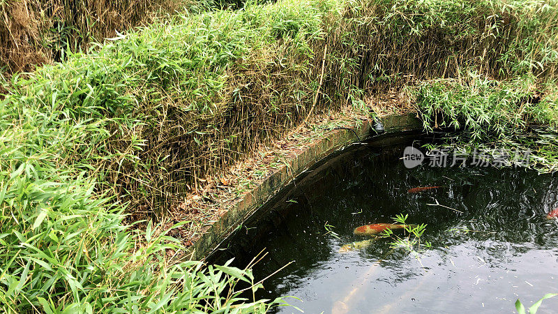 锦鲤池被矮竹篱包围，红白相间的锦鲤在清澈的水中游动