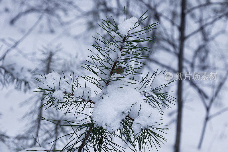 雪中的松树枝