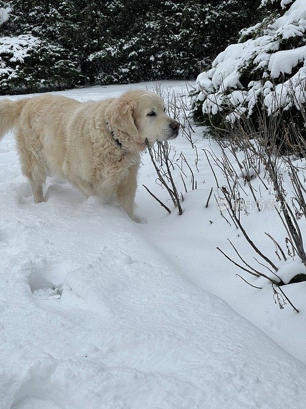 雪中的金毛寻回犬