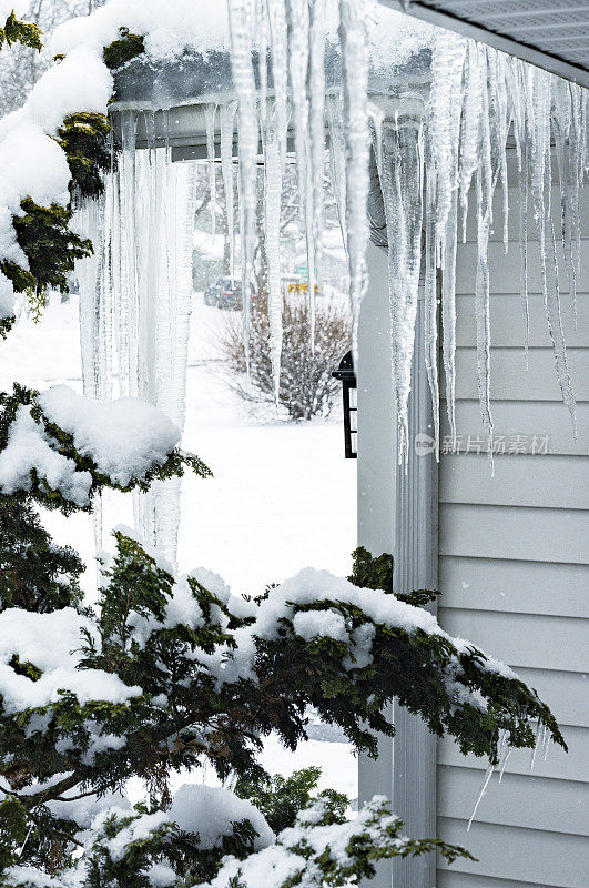 悬挂在常青树上方屋顶排水沟上的冰冻冰柱