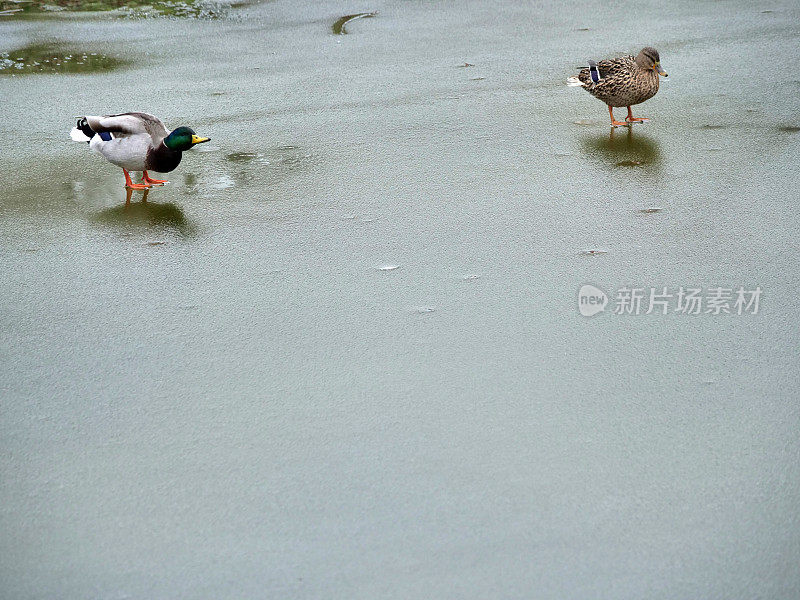 浮冰上休息的鸭子特写。冬天，春天在城市。季节。春天的到来。