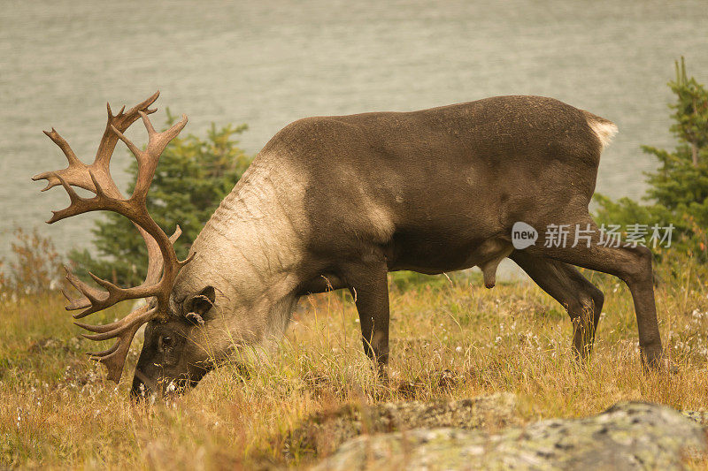 受威胁的山地驯鹿在加拿大阿尔伯塔省的贾斯帕国家公园吃草