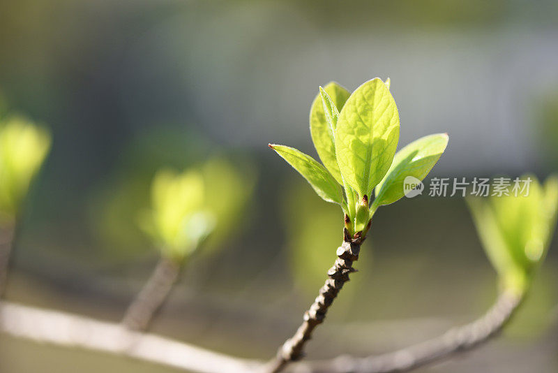 第一次发芽是在春季，地深较浅