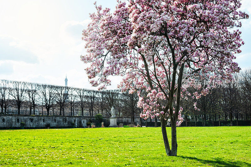 巴黎:春天，杜伊勒里花园中盛开的木兰，背景是埃菲尔铁塔。
