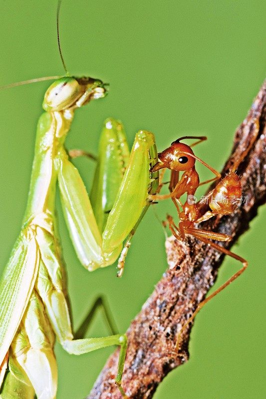 蚂蚁打架螳螂——动物狩猎。