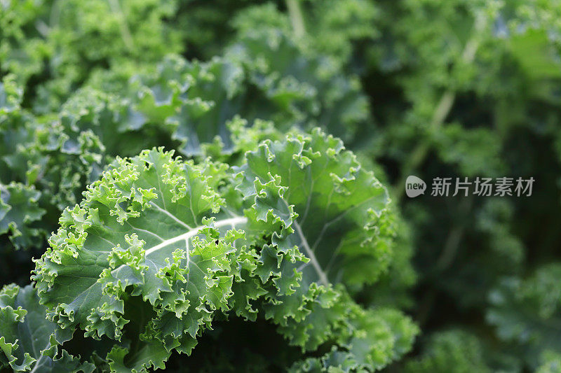 羽衣甘蓝叶蔬菜新鲜生食品蔬菜