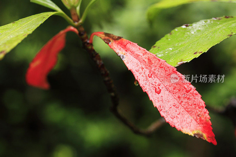 水滴雨森林树叶自然纯净的雨雨滴