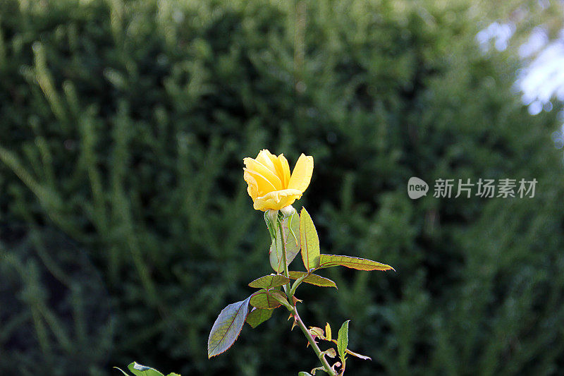 花-单瓣黄玫瑰