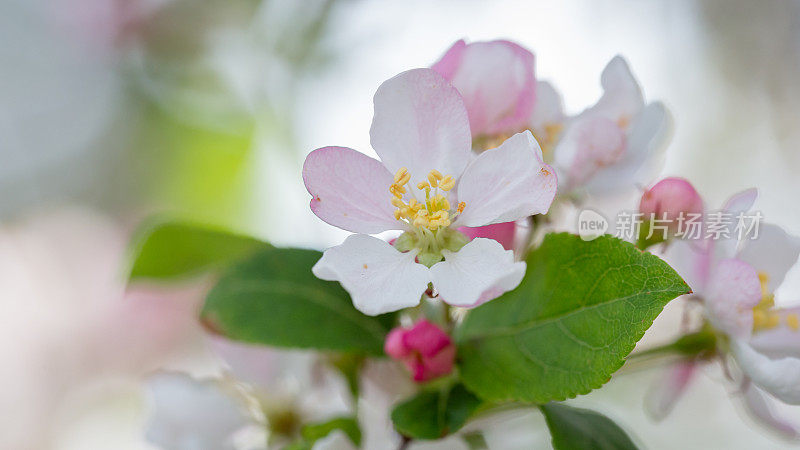 苹果树开花的特写