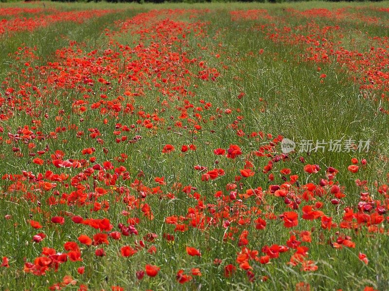 春天的花田