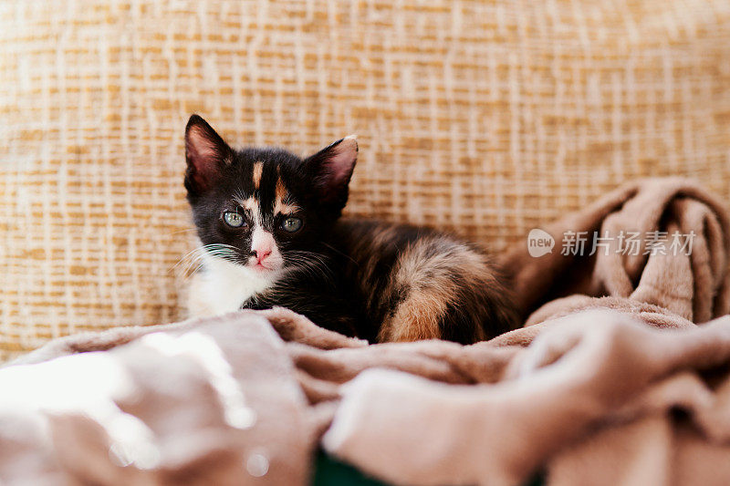这是一只毛茸茸的斑纹小猫的肖像，看起来舒适而放松地躺在沙发上