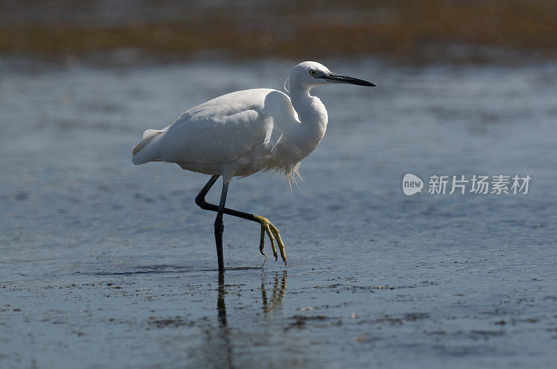 小白鹭(白鹭)